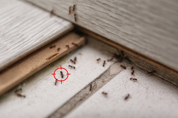 Best Best Pest Control Companies  in Newton, MA
